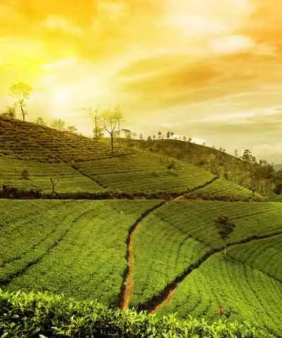 Assam